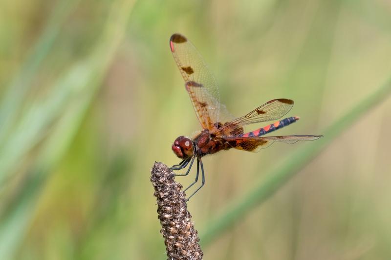 Photo of Calico Pennant