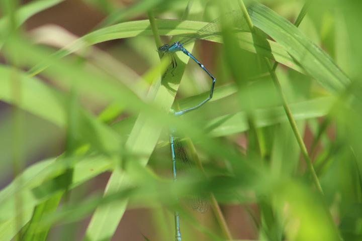 Photo of Stream Bluet