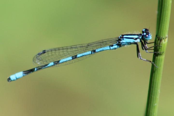 Photo of Hagen's Bluet