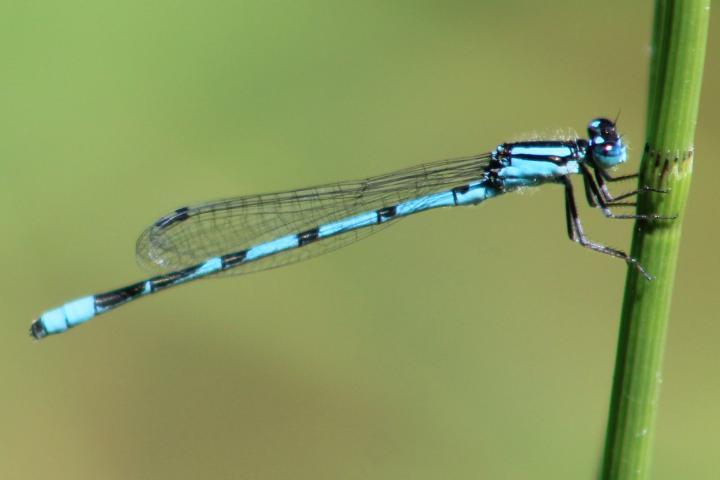 Photo of Hagen's Bluet