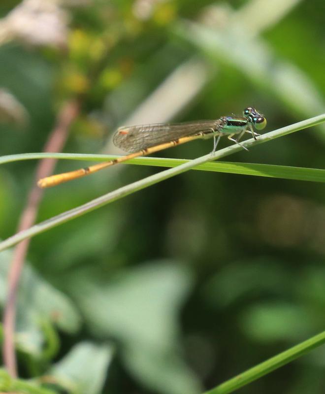 Photo of Citrine Forktail