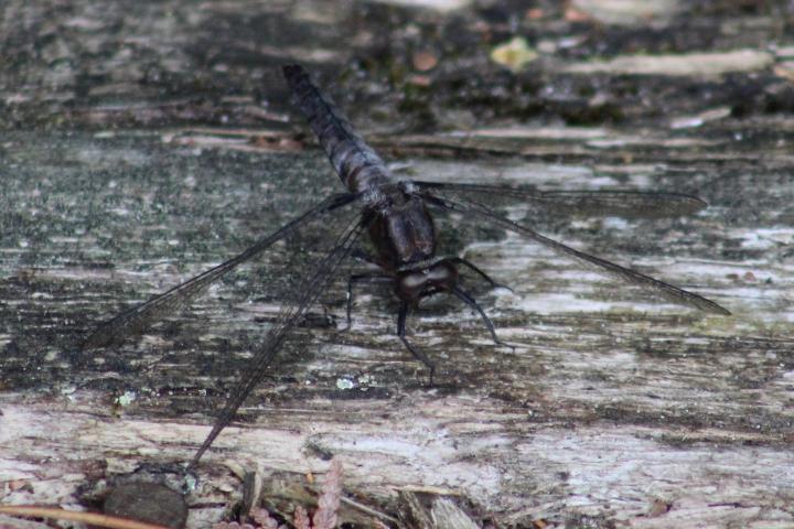 Photo of Chalk-fronted Corporal