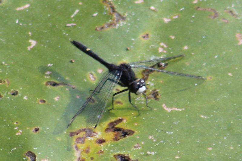 Photo of Dot-tailed Whiteface