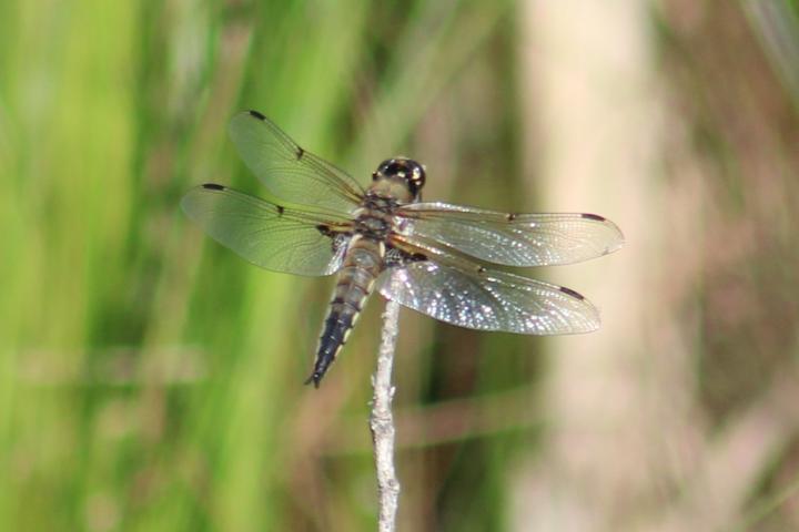 Photo of Four-spotted Skimmer