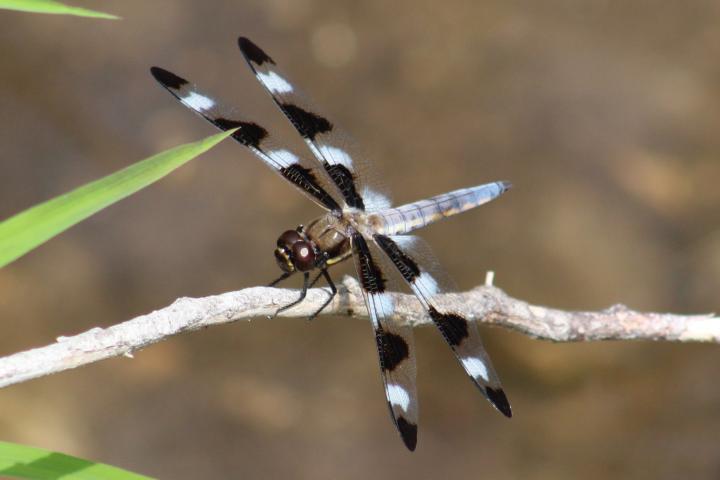 Photo of Twelve-spotted Skimmer