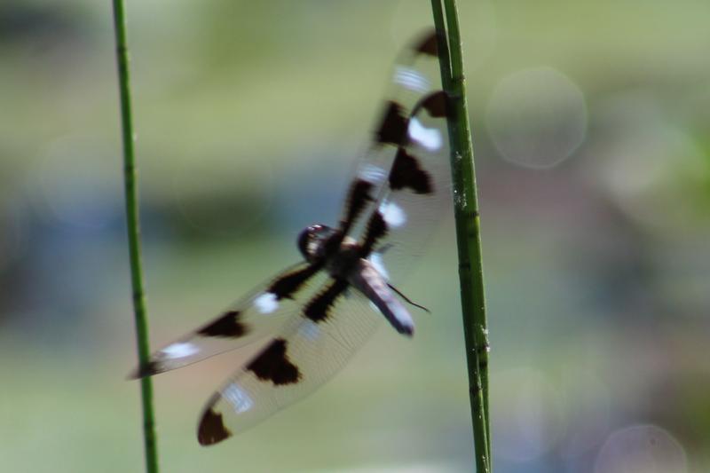 Photo of Twelve-spotted Skimmer