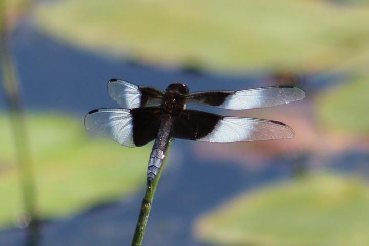 Photo of Widow Skimmer