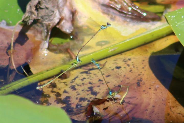 Photo of Sedge Sprite