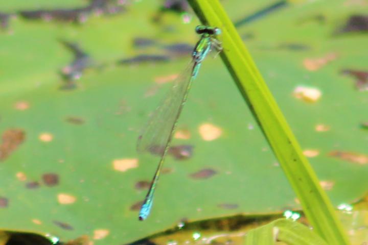 Photo of Sedge Sprite