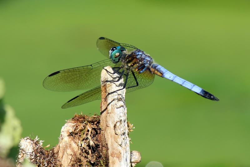 Photo of Blue Dasher