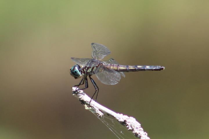 Photo of Blue Dasher