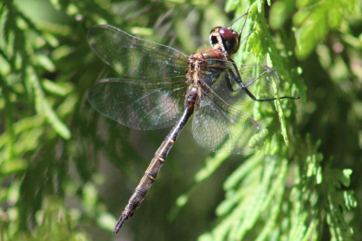 Photo of Brush-tipped Emerald