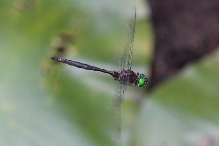 Photo of Hine's Emerald