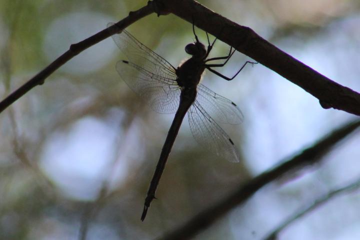 Photo of Williamson's Emerald