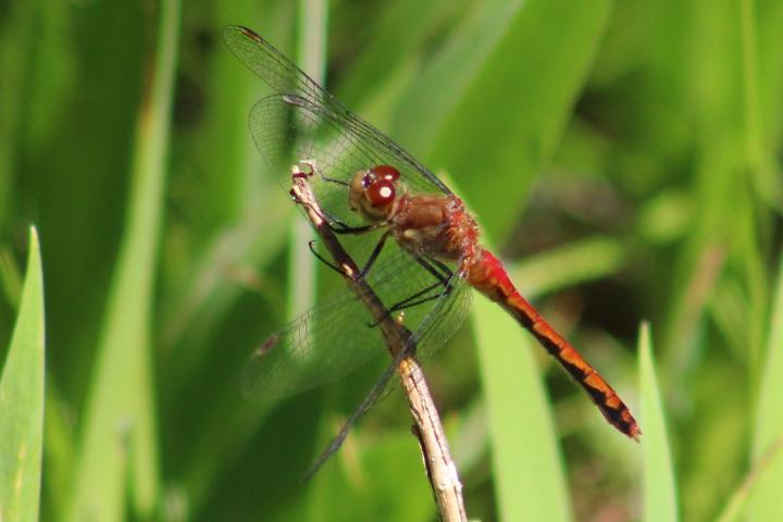 Photo of Ruby Meadowhawk