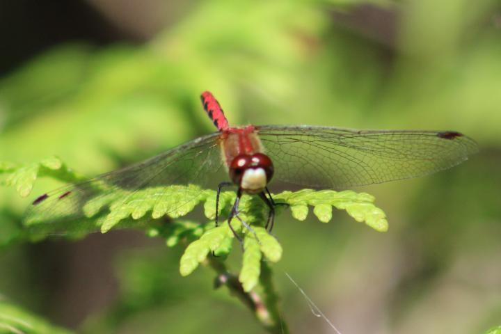 Photo of White-faced Meadowhawk