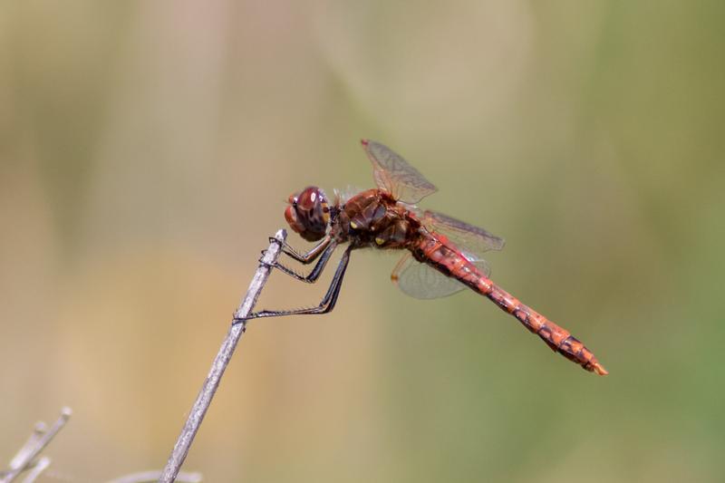 Photo of Variegated Meadowhawk