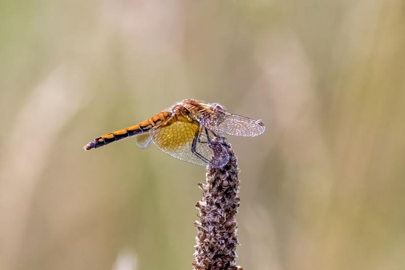 Photo of Band-winged Meadowhawk