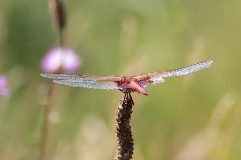 Photo of Red Saddlebags