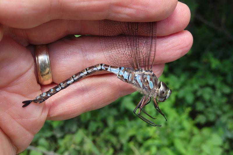 Photo of Canada Darner