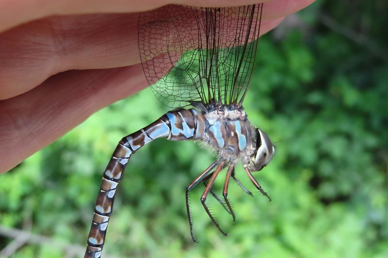 Photo of Canada Darner