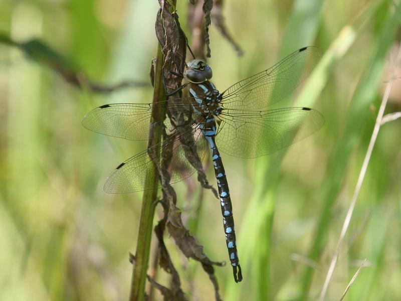 Photo of Lance-tipped Darner