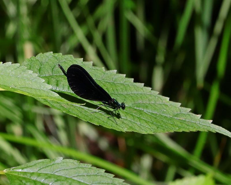 Photo of Ebony Jewelwing