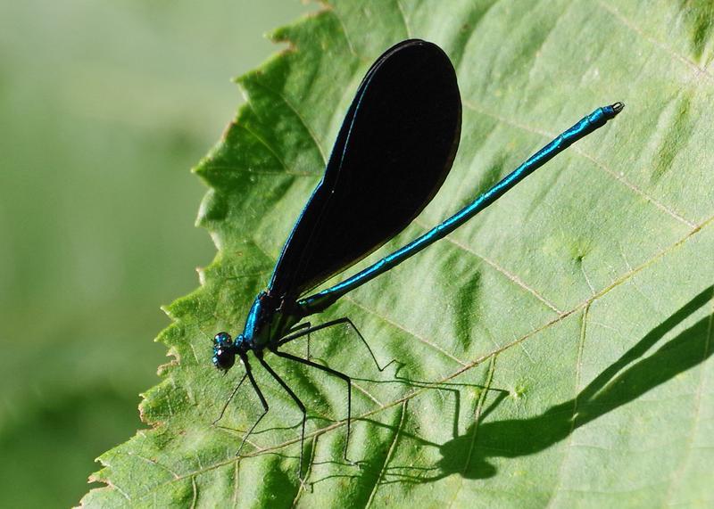 Photo of Ebony Jewelwing