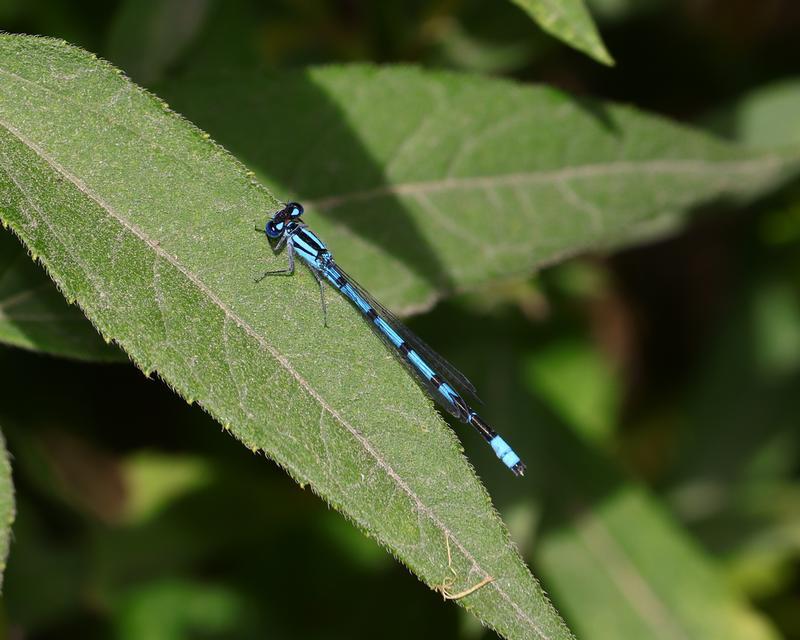 Photo of Marsh Bluet