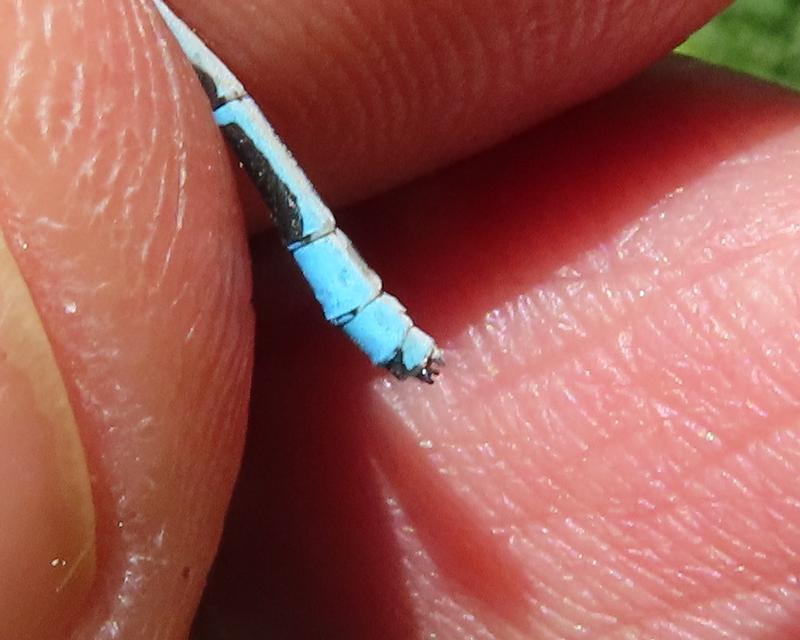 Photo of Marsh Bluet