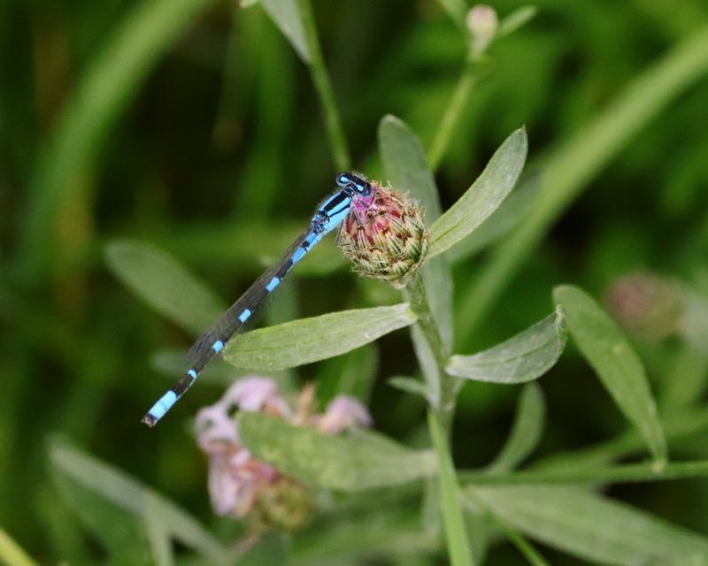 Photo of Tule Bluet