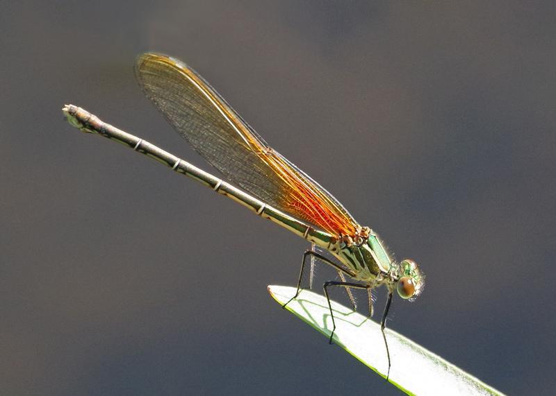 Photo of American Rubyspot