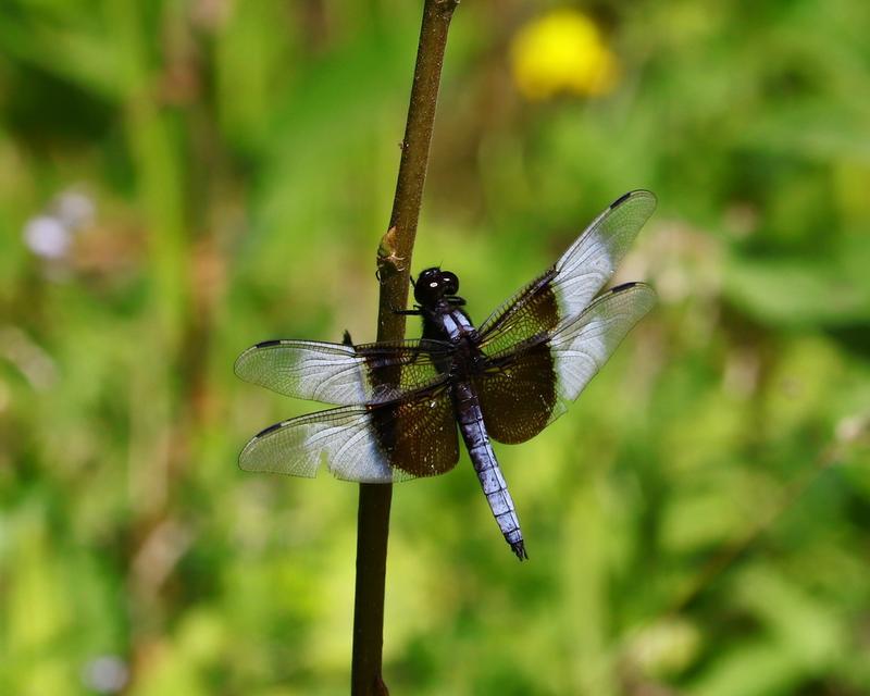 Photo of Widow Skimmer