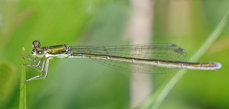 Photo of Sedge Sprite