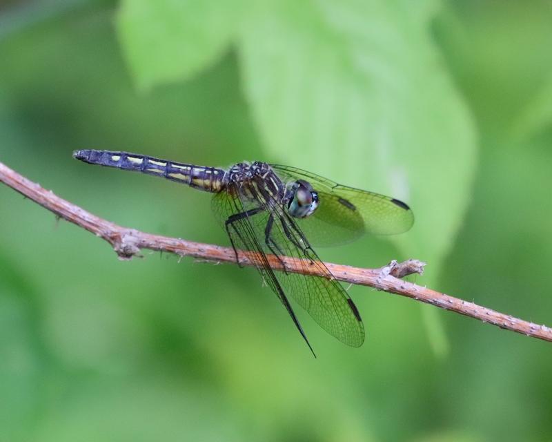 Photo of Blue Dasher