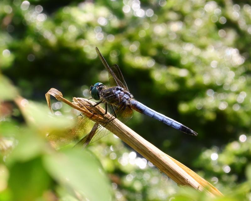 Photo of Blue Dasher