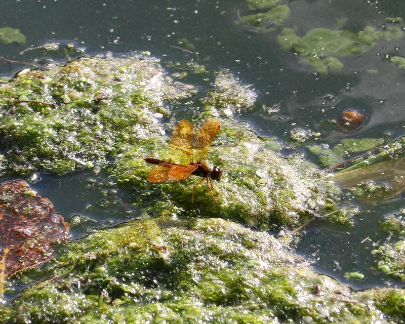 Photo of Eastern Amberwing