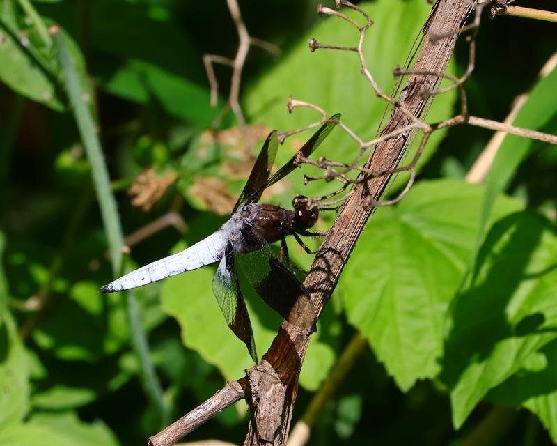 Photo of Common Whitetail
