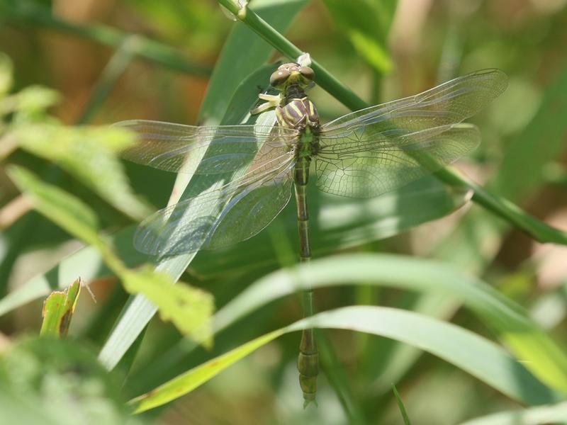 Photo of Russet-tipped Clubtail