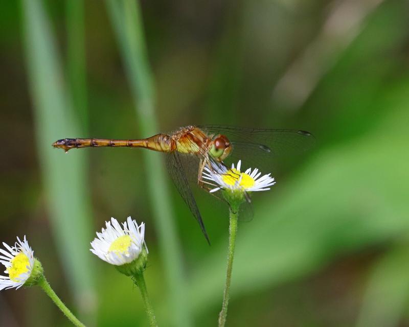Photo of Autumn Meadowhawk