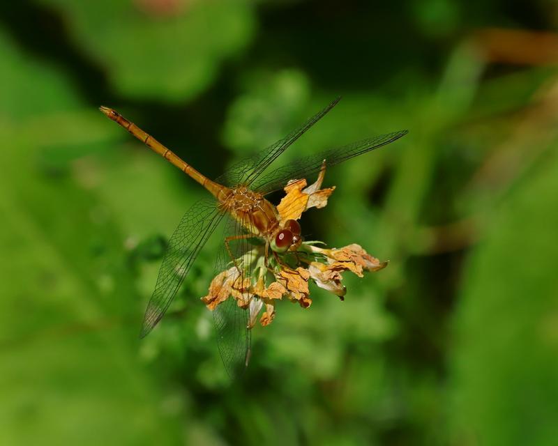 Photo of Autumn Meadowhawk