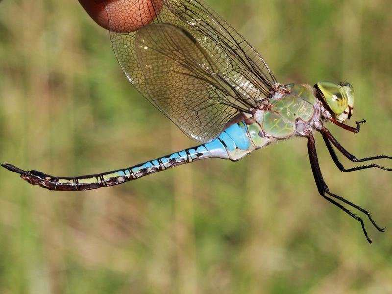 Photo of Common Green Darner