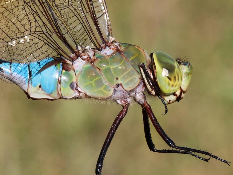 Photo of Common Green Darner