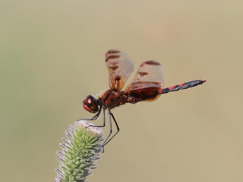 Photo of Calico Pennant