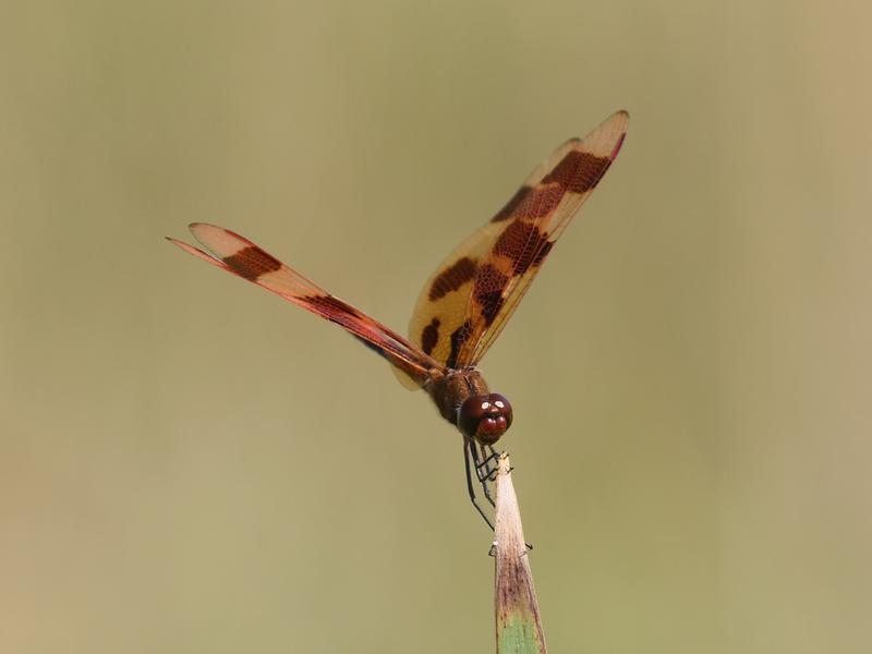 Photo of Halloween Pennant