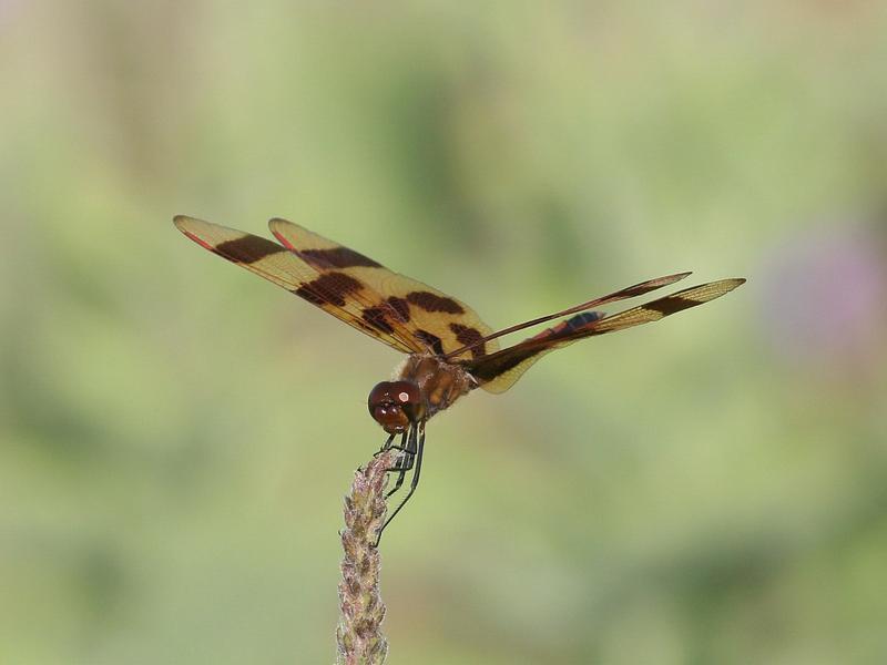 Photo of Halloween Pennant