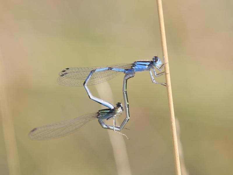 Photo of Familiar Bluet