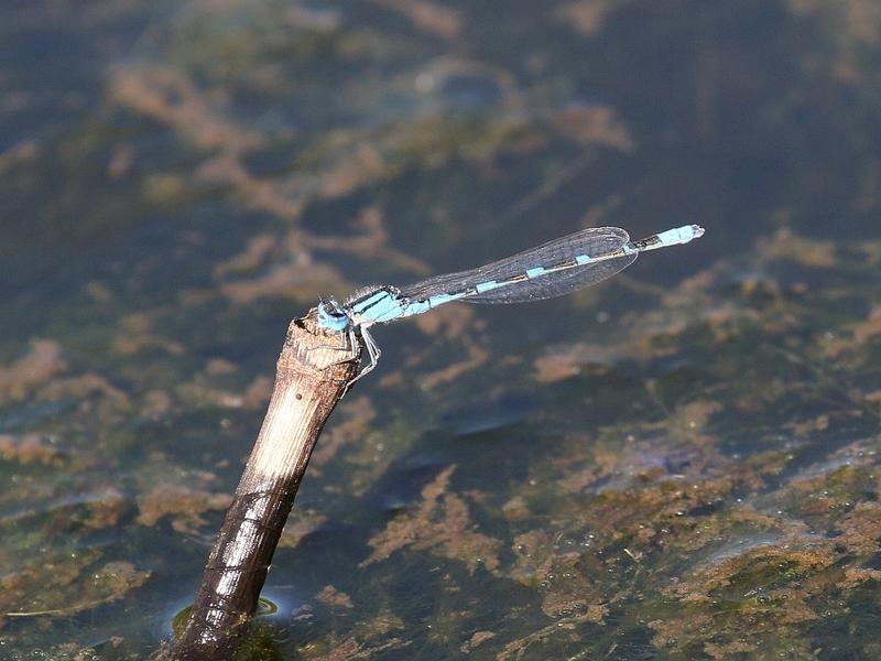 Photo of Tule Bluet