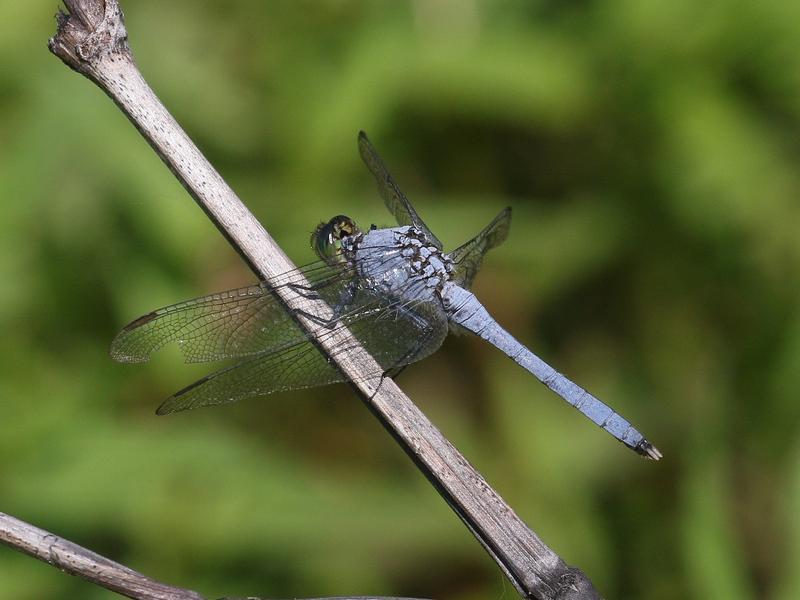 Photo of Eastern Pondhawk