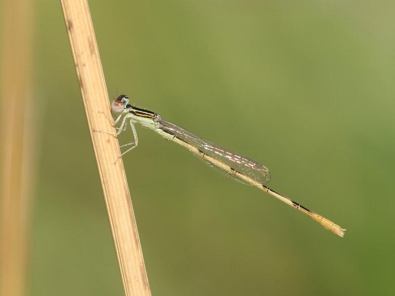 Photo of Citrine Forktail